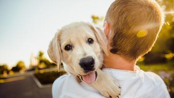 Simak 10 Tanda yang Menunjukkan Anjing Mencintai Pemiliknya