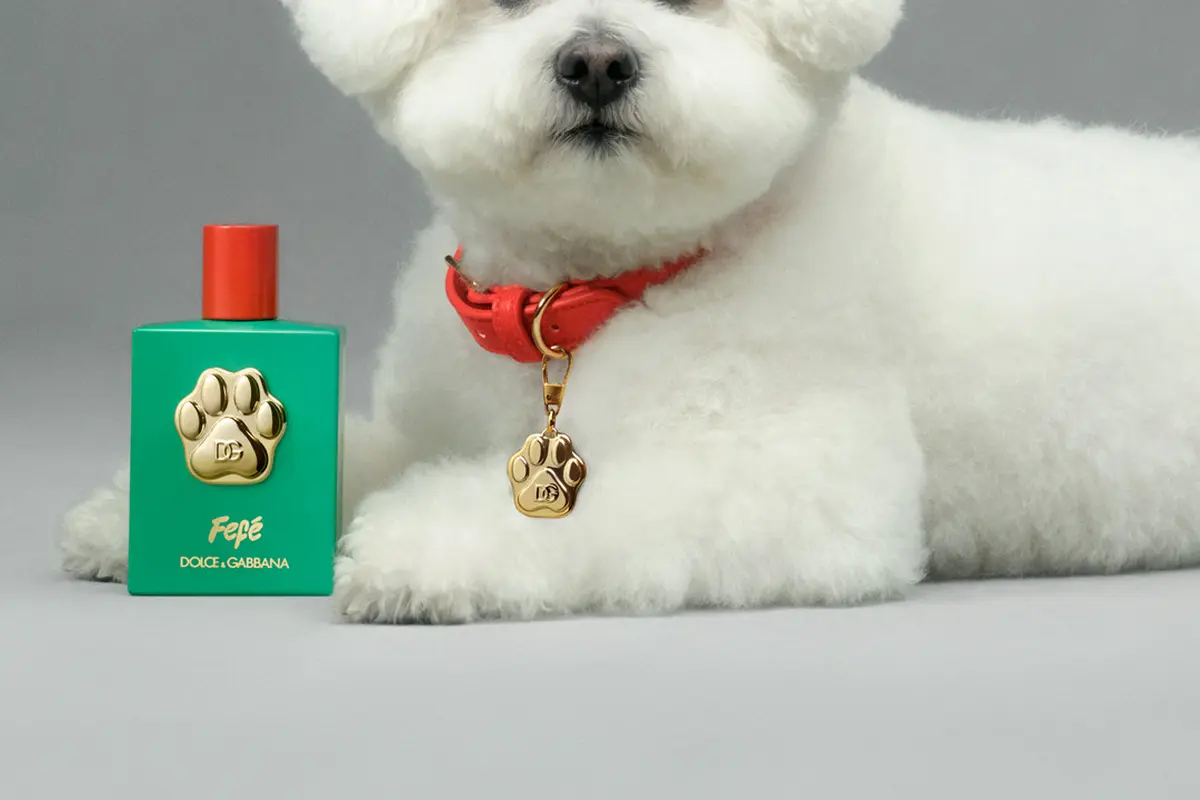 Dolce & Gabbana Rilis Parfum Khusus Anjing, Seperti Apa Aromanya?
