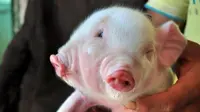 Seekor anak babi di Tiongkok terlahir istimewa, memiliki dua kepala dan tiga mata (CEN)