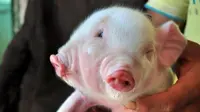 Babi 'Mutan' Berkepala 2 dan Bermata 3 Hebohkan China