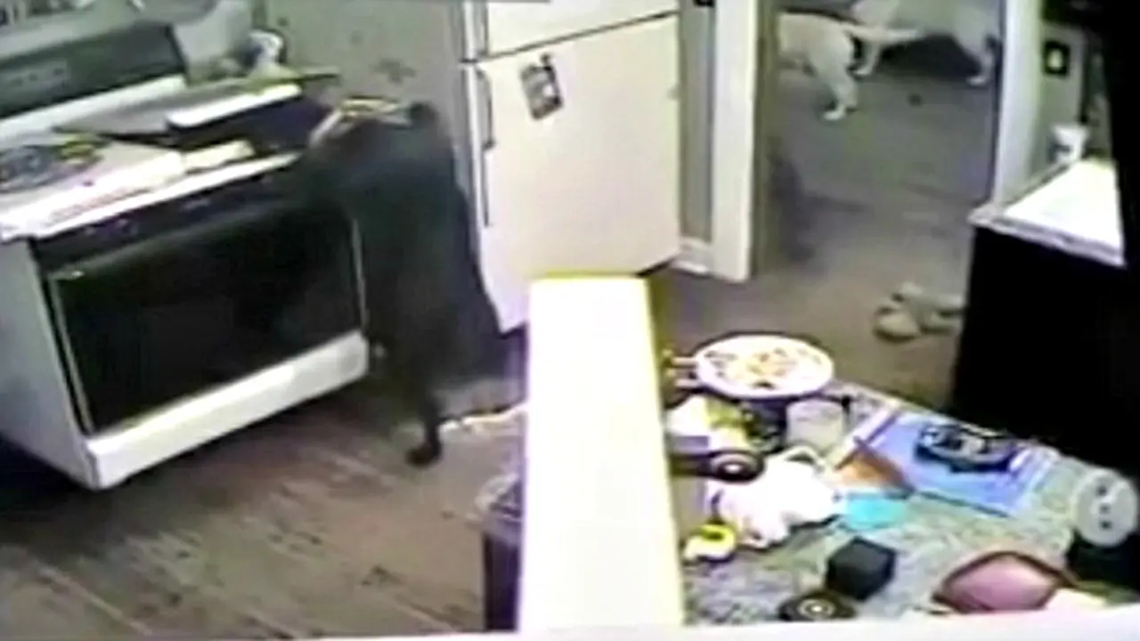 Anjing Curi Pizza di Dapur, Rumah Nyaris Terbakar