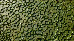Ratusan tanaman Victoria Cruziana tumbuh di atas air sungai Salado di Piquete Cue, Paraguay (7/1). Tanaman air ini daunya menyerupai mangkok ceper dan berukuran sekitar satu meter. (AP Photo/Jorge Saenz)
