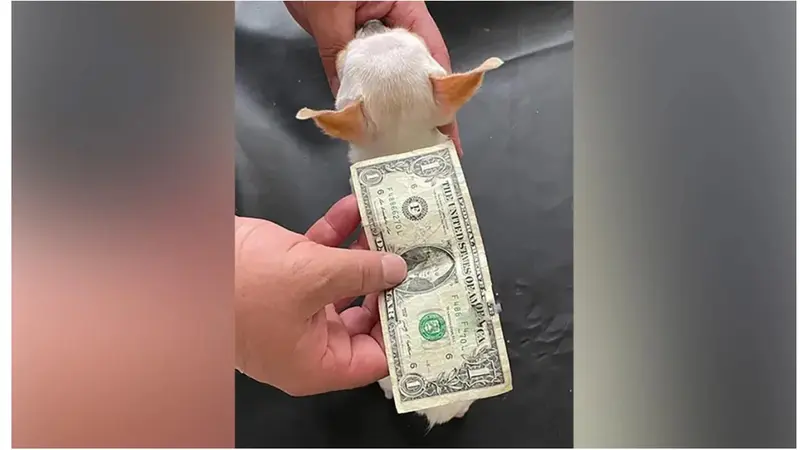 Foto Pearl si anjing terkecil di dunia, disandingkan dengan uang kertas (Tangkapan layar dari website cnn.com)