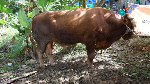 Presiden Joko Widodo (Jokowi) menyumbangkan seekor sapi sebesar 900 kilogram (kg) untuk dalam momen kurban Idul Adha.