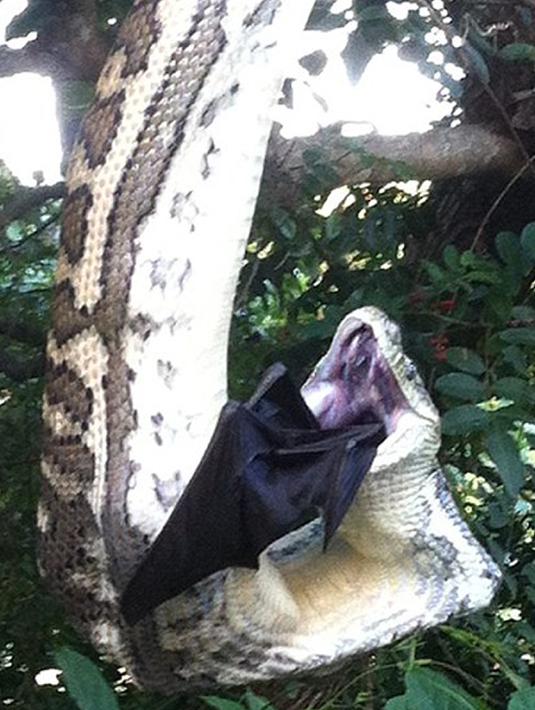 Seekor ular piton berusaha memasukan seluruh tubuh kelelawar ke dalam perutnya. Kejadian tersebut direkam oleh Mille Stoevring dan pasangannya Shane Tuer, di halaman belakang rumahnya di Sunshine Beach, Queensland, Kamis (2/7/2015). (Dailymail)