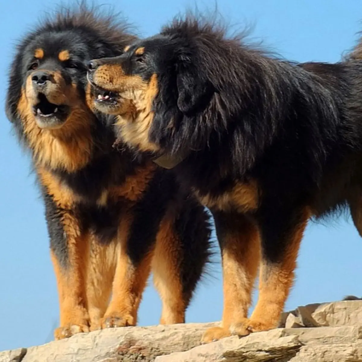 Anjing tibetan sales