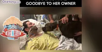 Anjing Ini Ucapkan Selamat Tinggal pada Pemiliknya 