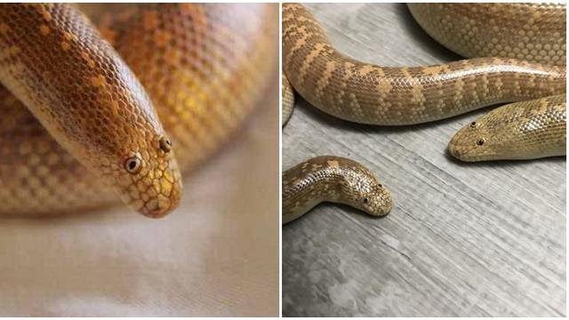 Miliki Bentuk Mata Aneh, Ular Ini Justru Tak Terlihat Menyeramkan