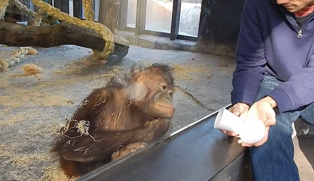 Sebuah rekaman menunjukkan, seekor Orangutan tampak memandang heran saat menyaksikan trik sulap sederhana yang dilakukan salah seorang pengunjung di sebuah kebun binatang di Amerika Serikat. (dailymail.co.uk)