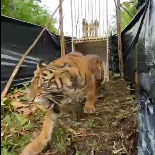 Harimau Sumatera Sipogu