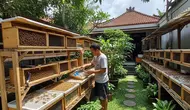 10 Jenis Serangga yang Bisa Diternak dan Menguntungkan, Peluang Bisnis Unik yang Jarang Dilirik