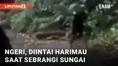 Detik-detik menegangkan terekam kamera rombongan pemuda. Awalnya rombongan meminta salah seorang temannya tidak berlari saat menyebrangi sungai, lantaran hewan buas mengintai mereka.