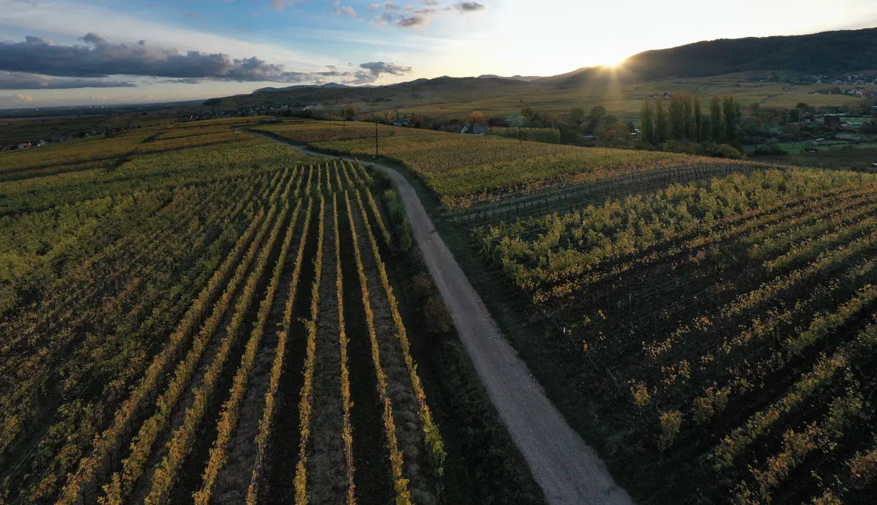 Pemandangan udara pada 26 Oktober 2021, menunjukkan kebun anggur Alsace pada hari musim gugur, dekat desa Zellenberg, Prancis timur. Saat memasuki pertengahan bulan Oktober, daun-daun akan berubah warna menyajikan pemandangan musim gugur yang memesona. (SEBASTIEN BOZON / AFP)
