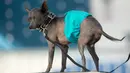 Jake, anjing jenis Crested China, mengenakan popok selama mengikuti kontes tahunan anjing terjelek di dunia, di Petaluma, California, 23 Juni 2017. Pemenang kontes ini mendapatkan tropi dan uang tunai US$ 1500 atau sekitar Rp19 juta. (JOSH EDELSON/AFP)