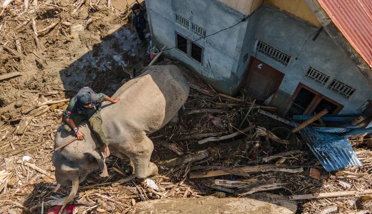 Curah hujan yang tinggi menyebabkan aliran Sungai Krueng Meureudu meluap membawa tumpukan material kayu gelondongan dan lumpur. Tampak dalam foto pandangan udara seekor gajah Sumatra yang membantu membersihkan puing-puing pohon setelah banjir bandang di Meureudu, Kabupaten Pidie Jaya, Provinsi Aceh pada Senin 8 Desember 2025. (CHAIDEER MAHYUDDIN/AFP)