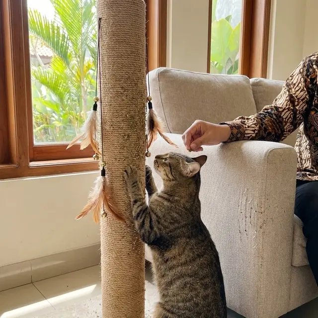 Tips Mengatasi Kucing Garuk Sofa Terus