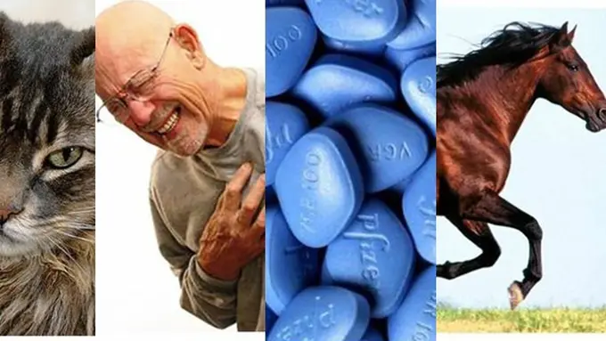 Foto: Copyright iLyke.net