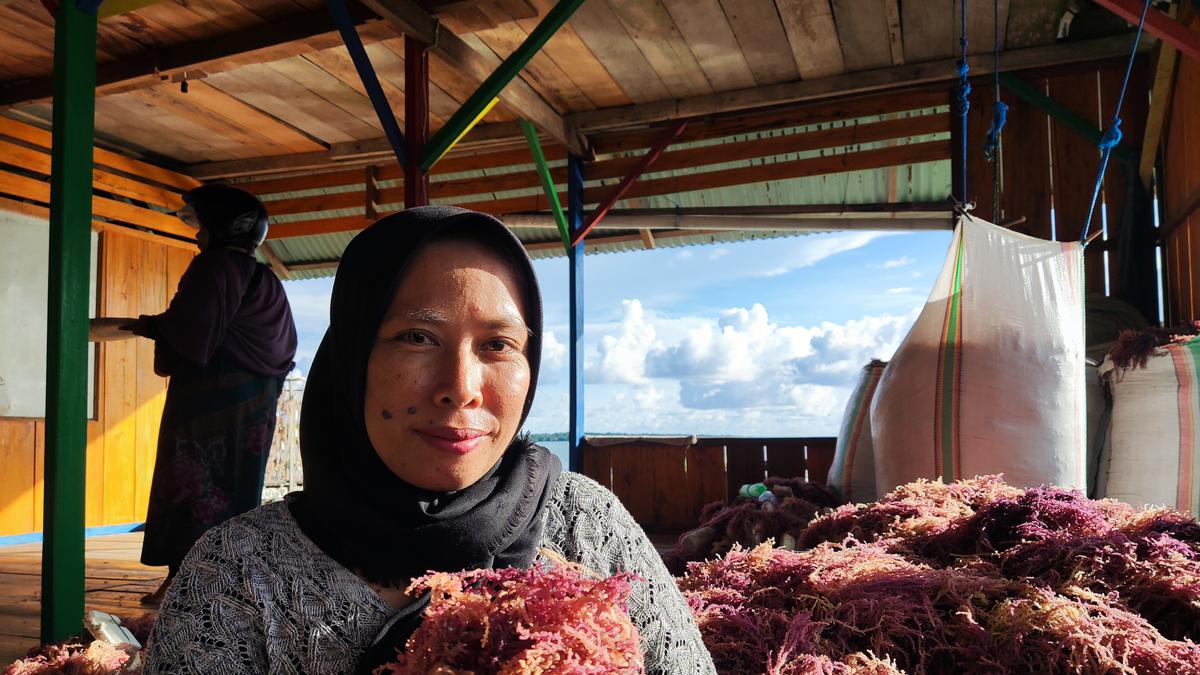 Potensi Besar Rumput Laut Indonesia di Tengah Peluang Investasi Global