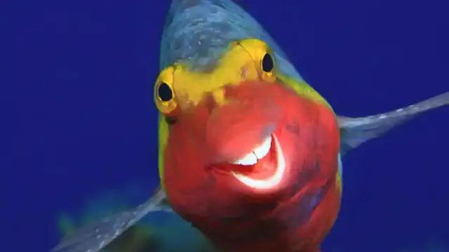 Smiley The Fish by Arturo Telle Thiemann, 2015