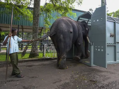Mahout Sri Lanka, Upul Jayaratne, memandu Muthu Raja di dalam kandang selama aklimatisasi menjelang relokasi ke Thailand, di Kebun Binatang Dehiwala, Kolombo, pada 23 Juni 2023. (Ishara S. KODIKARA / AFP)