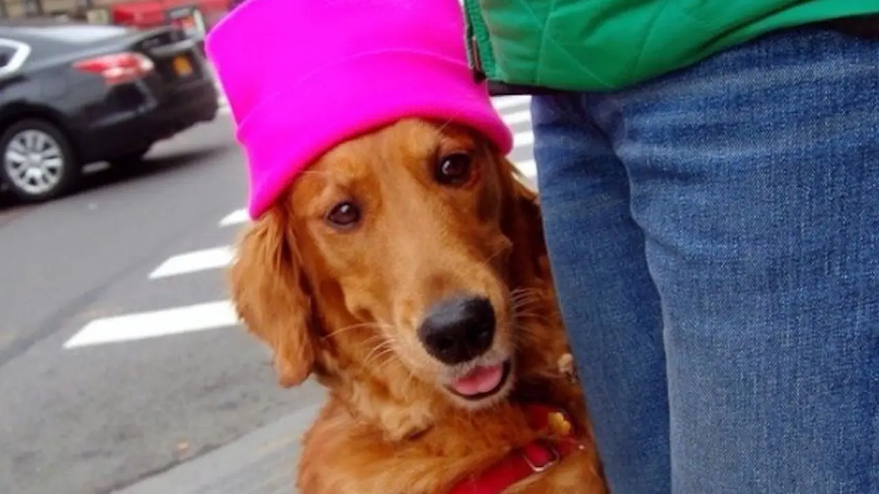 Menggemaskan, Anjing Ini Hobi Peluk Orang Asing Saat Jalan-Jalan