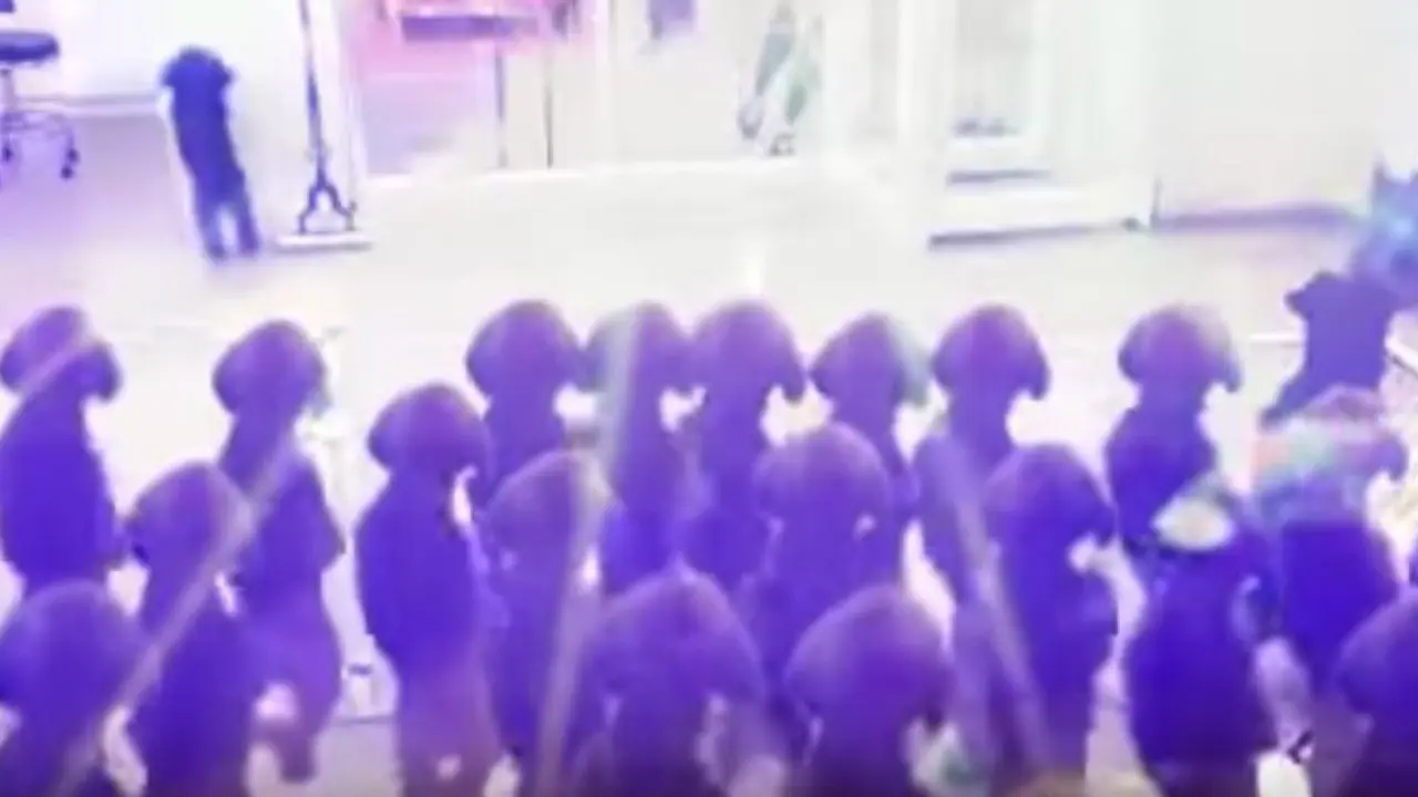 Kreasi Video 'Kumpulan' Anjing Joget Disko