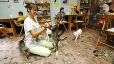 Seorang wanita bermain dengan kucing di 'Kis-Kis' Cat Cafe di Kota Krasnoyarsk, Siberia, Rusia, (6/7/2015). Sekelompok pecinta hewan menjadikan tempat ini sebagai penampungan puluhan kucing yang dikombinasikan dengan kafe. (REUTERS/Ilya Naymushin)