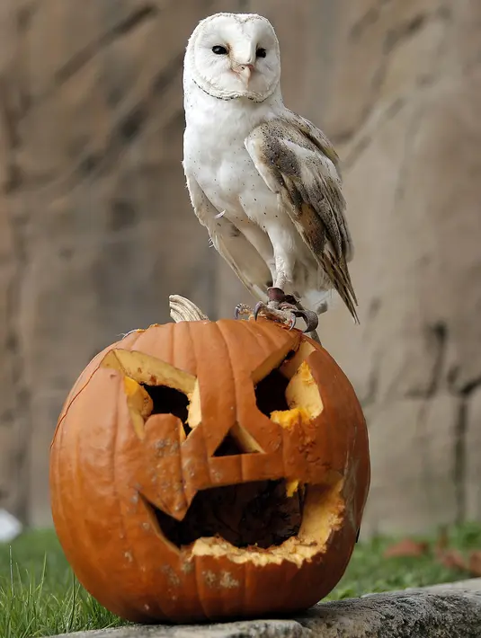 Seekor burung hantu berdiri di atas labu saat perayaan Halloween di Kebun Binatang Zoom Torino, Turin, Italia, Jumat (28/10). Tingkah unik diperlihatkan sejumlah hewan saat diberikan labu kepada mereka. (AFP PHOTO/Marco Bertorello)