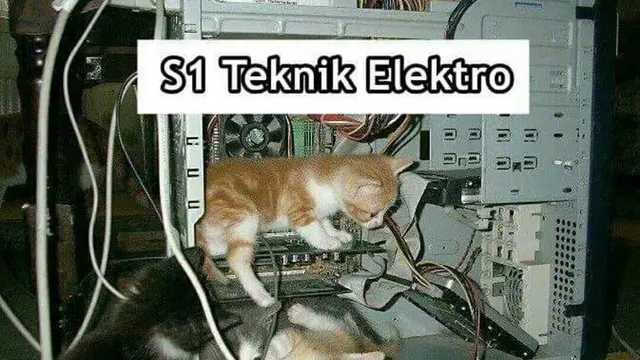 7 Meme Kelakuan Kucing Kalau Jadi Anak Kuliahan Bikin Ngakak