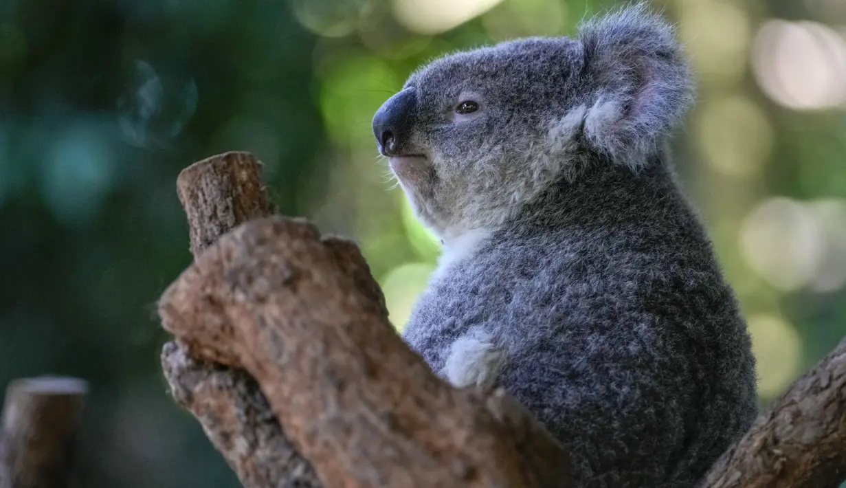 Tujuan awal para ilmuwan adalah menangkap, memvaksinasi, dan memantau sekitar setengah dari populasi koala di wilayah Northern Rivers, New South Wales - yang berarti memvaksinasi sekitar 50 ekor. (AP Photo/Mark Baker)
