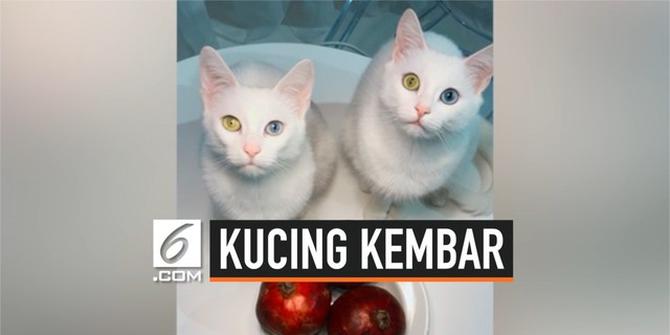 VIDEO: Kucing Kembar Ini Punya Mata Indah yang Langka