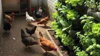 Membangun Sistem Pangan Mandiri di Rumah dengan Ternak dan Kebun Mini untuk IRT, Ini 10 Langkahnya