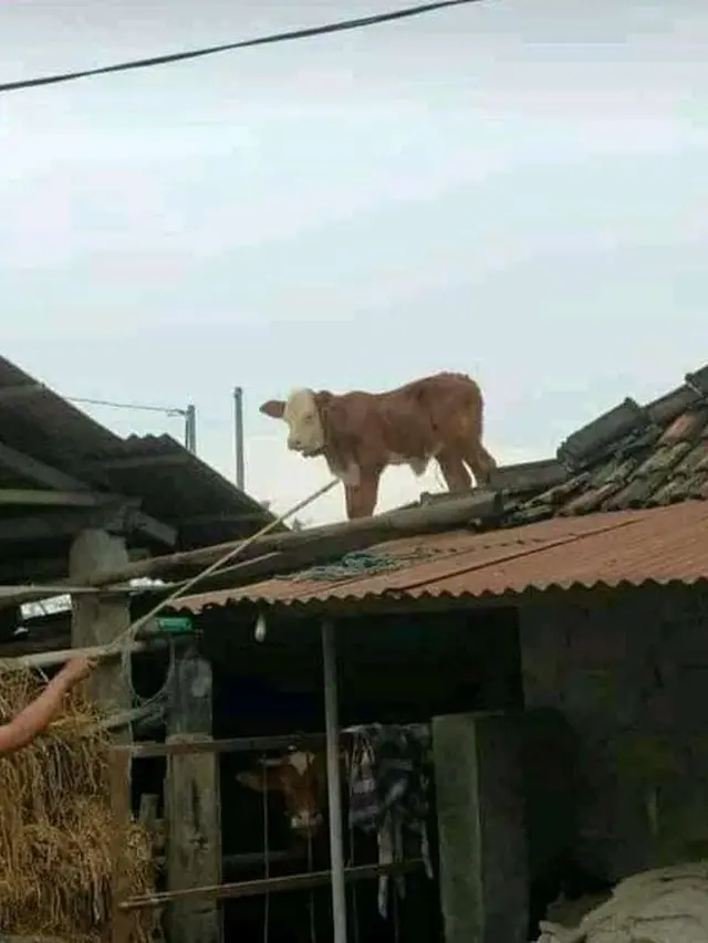 6 Potret Hewan Naik ke Atap Rumah Ini Bikin Gagal Paham, Nyeleneh