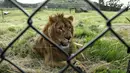 Aktivitas Saeed, singa berusia dua tahun yang berhasil diselamatkan dari Suriah dan dilepaskan ke kandang di Lionsrock Lodge and Big Cat Sanctuary, Bethlehem, Afrika Selatan, Senin (26/2). (AP Photo/Themba Hadebe)