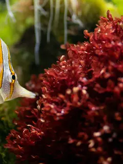 ilustrasi ikan hias (Sumber: Pexels)