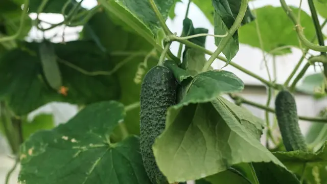 Mentimun dari Biji ke Piring, Cara Mudah Panen Segar di Rumah