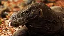 Kepala Bagian Tata Usaha Balai TNK Heru Rudiharto pada 15 Oktober 2012 menyebut, dari 24 orang yang diserang Komodo tersebut ada lima orang di antaranya yang tewas (Istimewa)