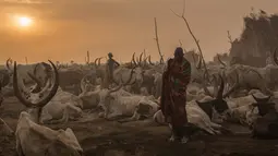 Penggembala dari suku Dinka berdiri di kamp ternak mereka di Mingkaman, Lakes State, Sudan Selatan, Minggu (4/3). Selama musim kemarau, penggembala dari dataran tinggi akan pindah ke dataran rendah dan dekat dengan Sungai Nil. (Stefanie GLINSKI/AFP)