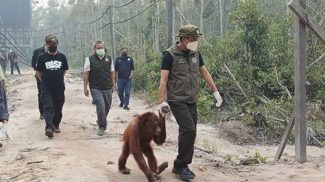 Menhut Ingin Misi Penyelamatan Orangutan Terdampak Karhutla di Kalteng Diperkuat