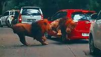 Dua singa jantan kejar-kejaran sebelum akhirnya menabrak Toyota Yaris merah (TikTok/@youkopi107)
