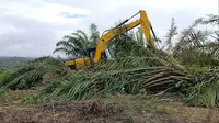 Pohon-Pohon Sawit di Lahan Taman Nasional Tesso Nilo Mulai Ditebang demi Pulihkan Lingkungan Hidup