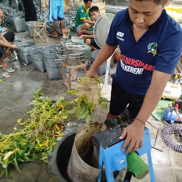 Pakan Ayam dari Kangkung