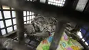 Seekor anak harimau dahan diamankan dari pelaku berinisial AM di Polda Metro Jaya, Jakarta, Selasa (4/4). AM ditangkap petugas karena telah memelihara anak orangutan, harimau dahan dan beruang madu di rumahnya tanpa izin. (Liputan6.com/ Immanuel Antonius)