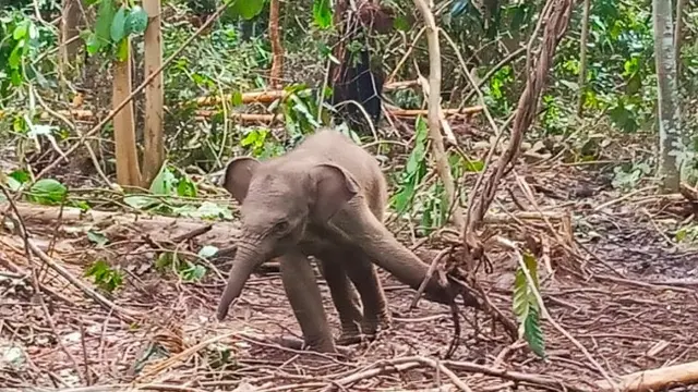 Anak gajah Puan ketika ditemukan BBKSDA Riau terjerat sehingga membuat kakinya hampir putus.
