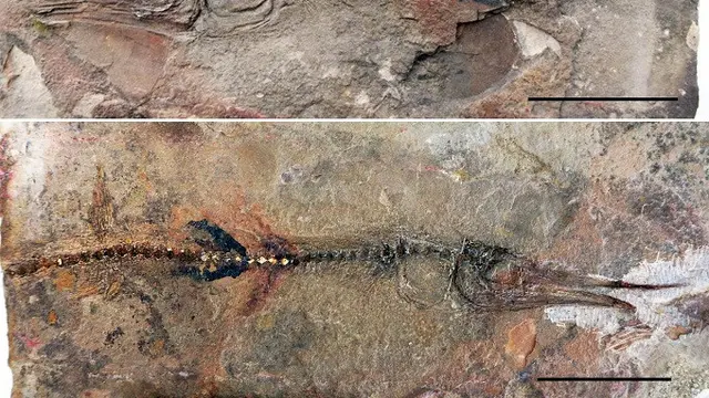 Fosil Lizard Fish