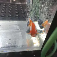 Demi Cinta, Wanita Ini Keluarkan Uang Banyak untuk Ikan Mas Koki 