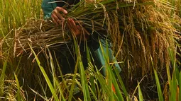 Hal itu menyebabkan harga gabah kering panen di tingkat petani sangat tinggi. (merdeka.com/Arie Basuki)