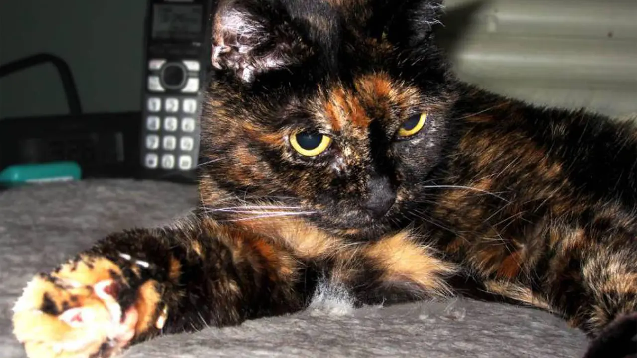 Kucing Tertua di Dunia ini Berusia 121 Tahun