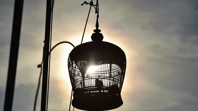 Adu Kicau Burung di Thailand