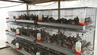 10 Jenis Ternak Hemat Pakan dan Biaya di Lahan 2x2 Meter yang Cepat Menghasilkan